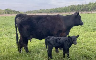 ‘Round the Farm – Calves, Chores, & CHAOS!
